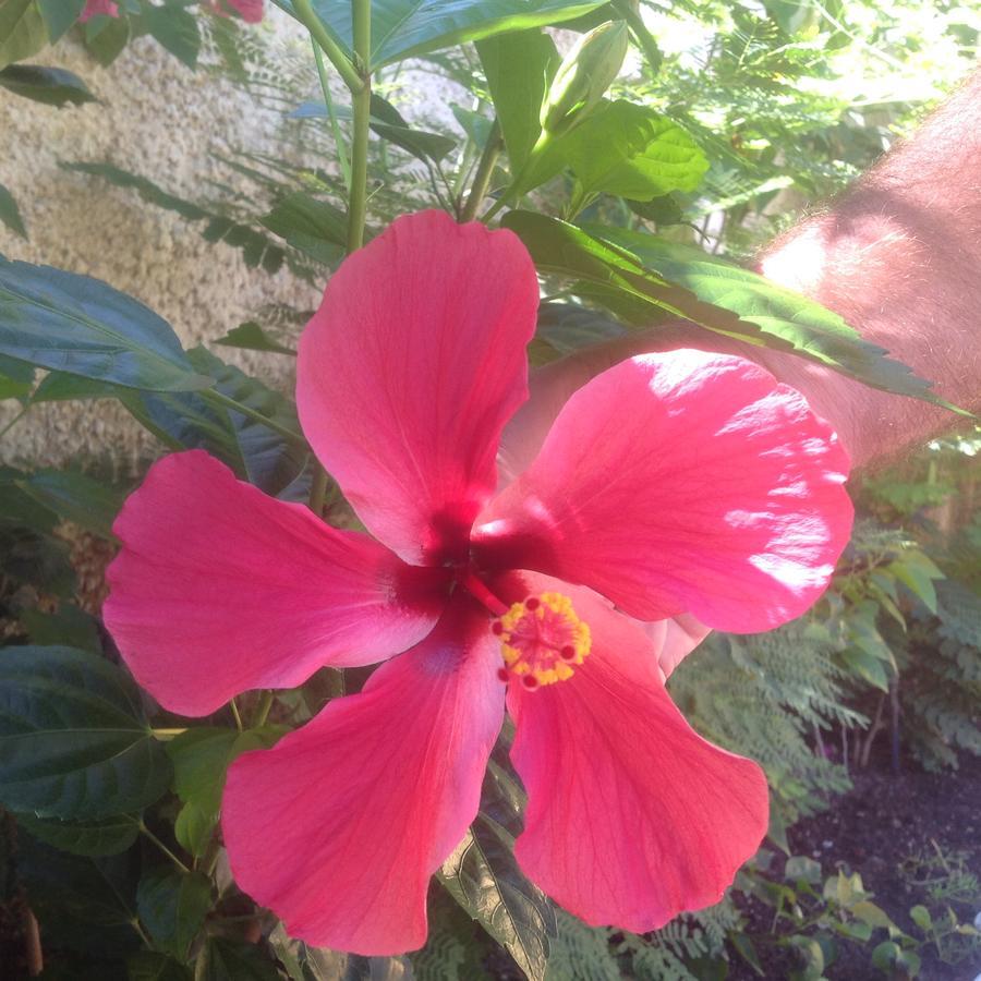 Casa De Los Suenos B&B Coronado Panama ปลายา โกโรนาโด ภายนอก รูปภาพ