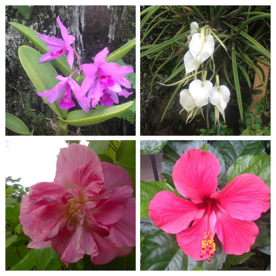 Casa De Los Suenos B&B Coronado Panama ปลายา โกโรนาโด ภายนอก รูปภาพ