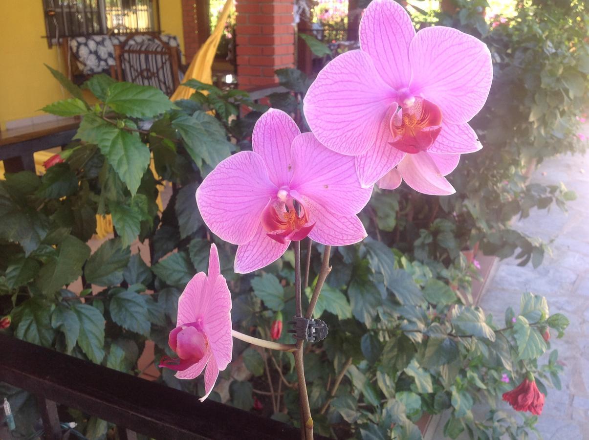 Casa De Los Suenos B&B Coronado Panama ปลายา โกโรนาโด ภายนอก รูปภาพ