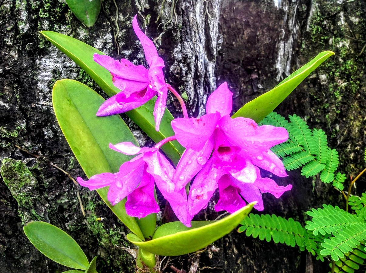 Casa De Los Suenos B&B Coronado Panama ปลายา โกโรนาโด ภายนอก รูปภาพ