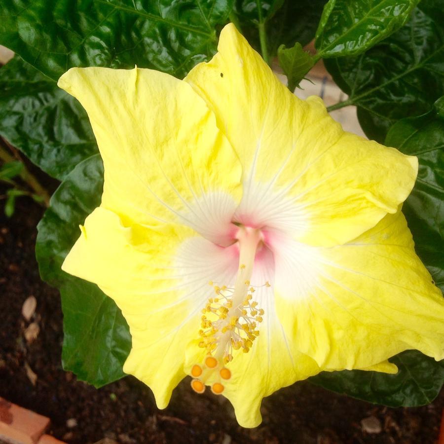 Casa De Los Suenos B&B Coronado Panama ปลายา โกโรนาโด ภายนอก รูปภาพ
